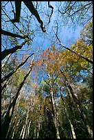 Looking upwards Floodplain forest. Congaree National Park, South Carolina, USA.