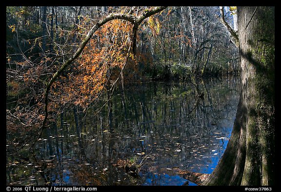 Bald cypress branch overhanging dark waters of Wise Lake. Congaree National Park, South Carolina, USA.