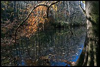 Bald cypress branch overhanging dark waters of Wise Lake. Congaree National Park, South Carolina, USA.