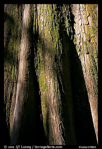 Close-up of base of bald cypress tree. Congaree National Park (color)