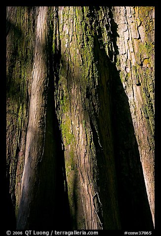 Close-up of base of bald cypress tree. Congaree National Park, South Carolina, USA.