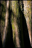 Close-up of base of bald cypress tree. Congaree National Park, South Carolina, USA. (color)