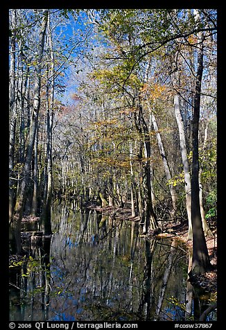 Tall trees around creek. Congaree National Park, South Carolina, USA.