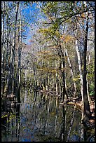 Tall trees around creek. Congaree National Park ( color)