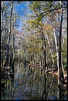 Tall trees around creek. Congaree National Park, South Carolina, USA. (color)