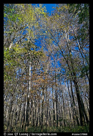 Tall floodplain forest trees. Congaree National Park, South Carolina, USA.