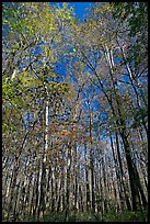 Tall floodplain forest trees. Congaree National Park, South Carolina, USA. (color)