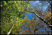 Bright leaves looking up floodplain deciduous forest. Congaree National Park, South Carolina, USA.