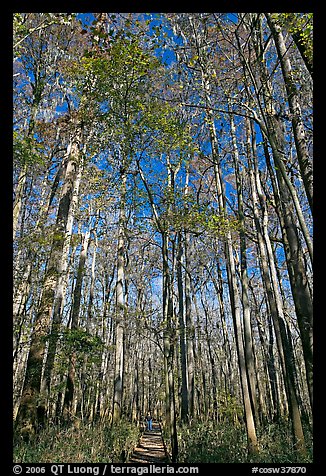 Boardwalk with woman dwarfed by tall trees. Congaree National Park, South Carolina, USA.