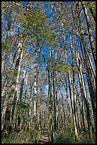 Boardwalk with woman dwarfed by tall trees. Congaree National Park, South Carolina, USA.