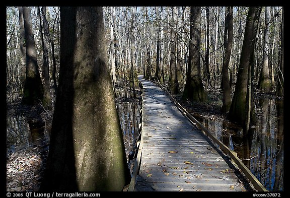 Low boardwalk in sunny forest. Congaree National Park, South Carolina, USA.