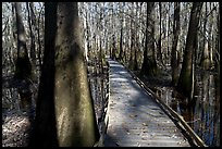 Low boardwalk in sunny forest. Congaree National Park, South Carolina, USA.