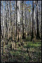 Cypress knees and tall cypress trees on a sunny day. Congaree National Park, South Carolina, USA. (color)