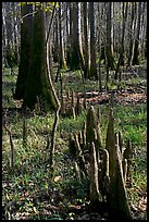 Floor of floodplain forest with cypress knees. Congaree National Park, South Carolina, USA. (color)