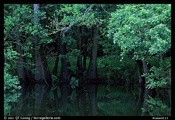 Bald cypress in summer. Congaree National Park (color)