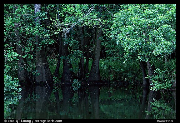 Bald cypress in summer. Congaree National Park, South Carolina, USA.