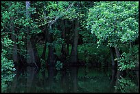 Bald cypress in summer. Congaree National Park ( color)