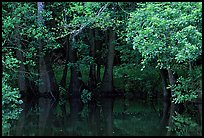 Bald cypress in summer. Congaree National Park, South Carolina, USA. (color)