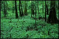 Cypress and undergrowth with knees in summer. Congaree National Park, South Carolina, USA.