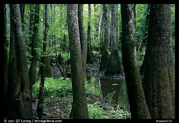 Cypress and swamp in summer. Congaree National Park, South Carolina, USA.