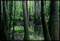 Cypress and swamp in summer. Congaree National Park, South Carolina, USA.