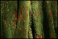 Cypress trunk detail. Congaree National Park ( color)