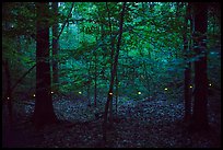 Light trail of a single firefly. Congaree National Park, South Carolina, USA.