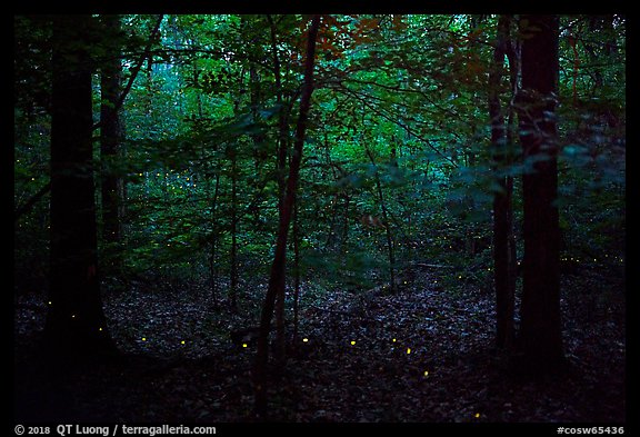 Fireflies. Congaree National Park (color)