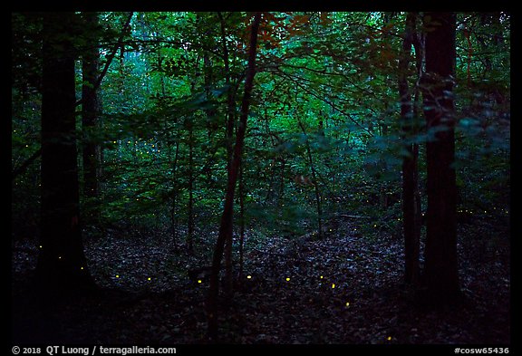 Fireflies. Congaree National Park, South Carolina, USA.