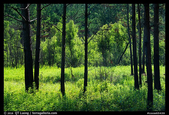 Meadow framed by pine trees. Congaree National Park (color)