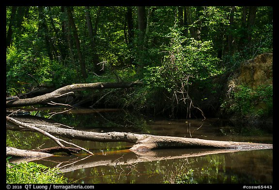 Cedar Creek near Barrister Bridge. Congaree National Park (color)