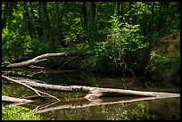 Cedar Creek near Barrister Bridge. Congaree National Park ( color)
