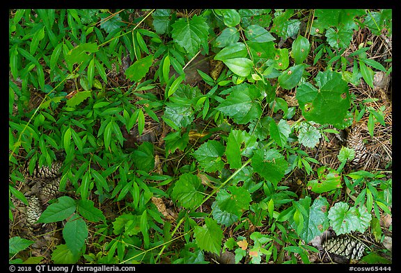 Close-up of forest floor. Congaree National Park, South Carolina, USA.