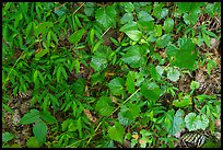 Close-up of forest floor. Congaree National Park, South Carolina, USA.