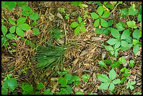 Close-up of fallen pine needles, cones, and forest undergrowth. Congaree National Park, South Carolina, USA.