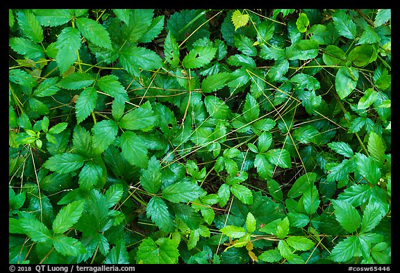 Close-up of leaves and fallen pine needles. Congaree National Park (color)