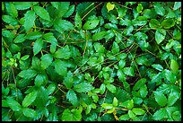 Close-up of leaves and fallen pine needles. Congaree National Park, South Carolina, USA.