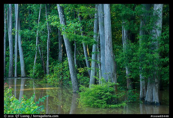Flooded Floodplain forest near Bates Bridge. Congaree National Park, South Carolina, USA.
