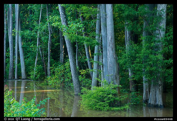 Flooded Floodplain forest near Bates Bridge. Congaree National Park (color)