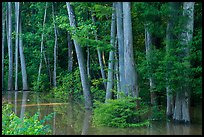 Flooded Floodplain forest near Bates Bridge. Congaree National Park ( color)