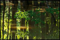 Reflections in flooded forest near Bates Bridge. Congaree National Park ( color)