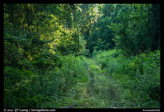Bates Ferry Trail. Congaree National Park (color)