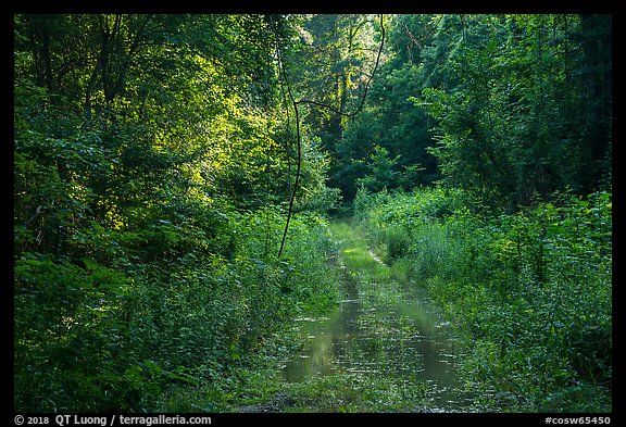 Bates Ferry Trail. Congaree National Park, South Carolina, USA.