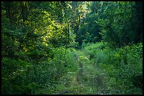 Bates Ferry Trail. Congaree National Park ( color)