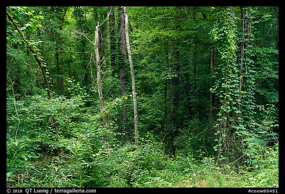 Lush vegetation along Bates Ferry Trail. Congaree National Park (color)