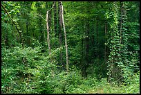 Lush vegetation along Bates Ferry Trail. Congaree National Park ( color)