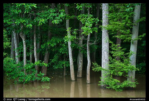 Forest near Bates Bridge flooded by Congaree River. Congaree National Park (color)