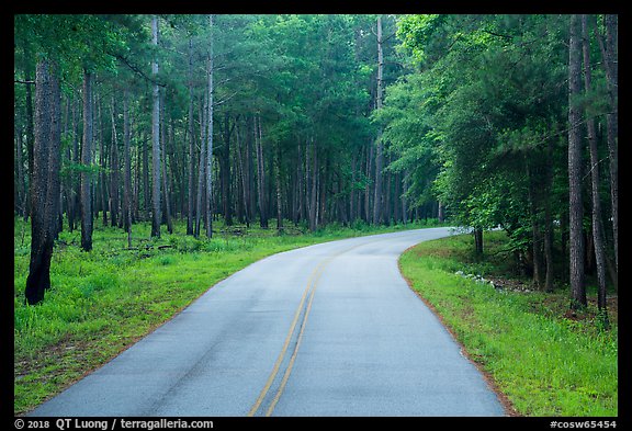 National Park Road. Congaree National Park (color)