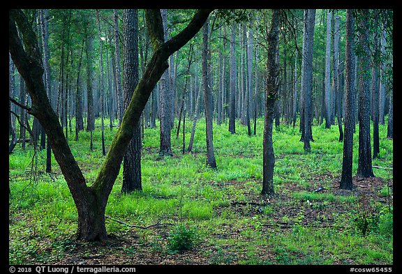 Pine forest. Congaree National Park, South Carolina, USA.