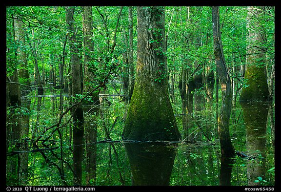 Flooded bottomland hardwood forest. Congaree National Park (color)